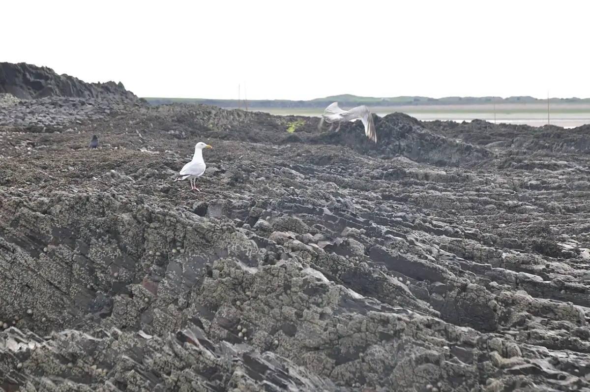 Coastal scene near Appledore, used as a representative image for Catboat Cottage