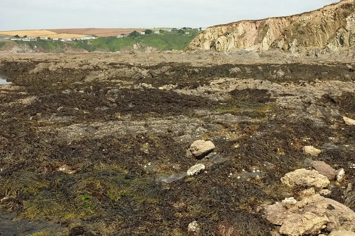 Coastal scene near Salcombe, used as a representative location image for Coast & Country Cottages