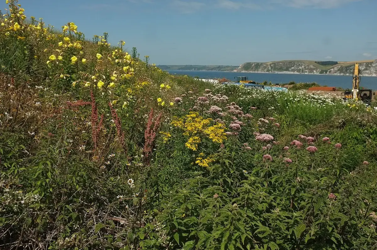 Coastal scene near Challaborough, used as a representative image for Thurlestone Hotel