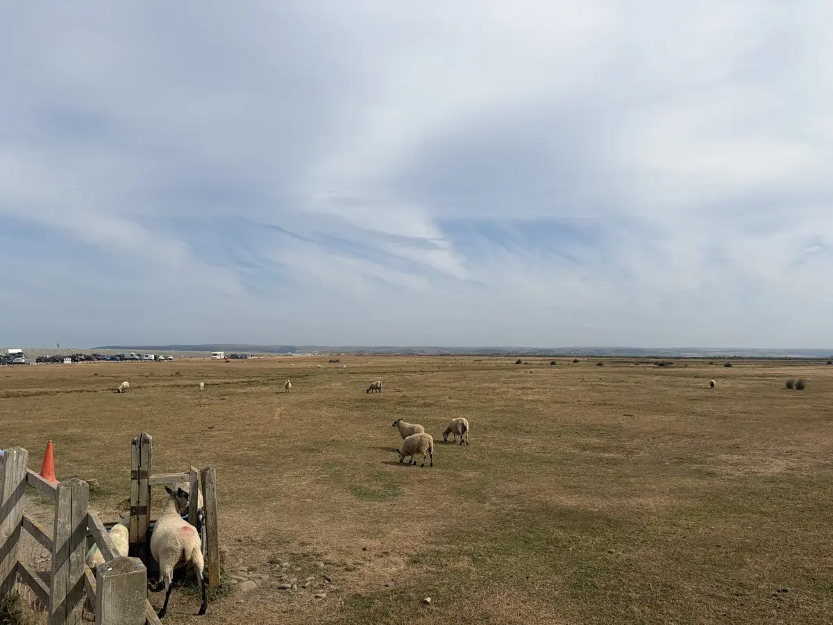 Sheep grazing on Northam Burrows with the sea beyond